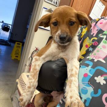 Reba- 102812U -  Feist and Mixed Breed Dog for Adoption in Tupelo, Mississippi - Reba- 102812U | PetCurious