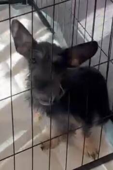Cashew -  Terrier Dog for Adoption in Woodland, California - Cashew | PetCurious