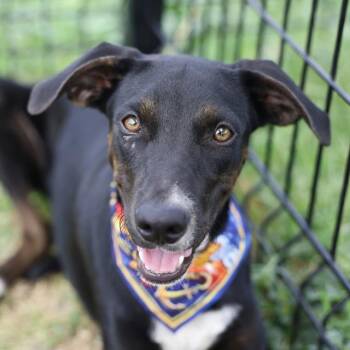 ECLIPSE HUNT -  American Staffordshire Terrier Dog for Adoption in San Antonio, Texas - ECLIPSE HUNT | PetCurious