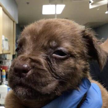 NACHO -  German Shepherd Dog and Mixed Breed Dog for Adoption in Riverside, California - NACHO | PetCurious