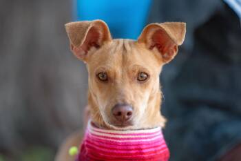 Chihuahua and Terrier Dogs Available for Adoption - Tuna | PetCurious