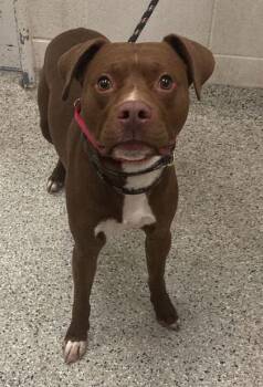 Taz -  Mixed Breed Dog for Adoption in Kansas City, Missouri - Taz | PetCurious