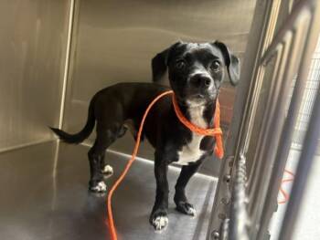 Dachshund Dogs Available for Adoption in Tustin, California - OTTER | PetCurious
