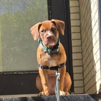 Mixed Breed Dogs Available for Adoption in Chicago, Illinois - Eric | PetCurious