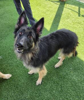 Quinn -  German Shepherd Dog Dog for Adoption in Sparta, Wisconsin - Quinn | PetCurious