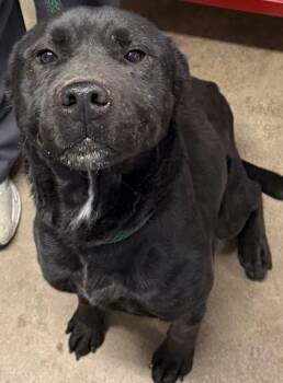 Mixed Breed Dogs Available for Adoption - RJ Jr. | PetCurious