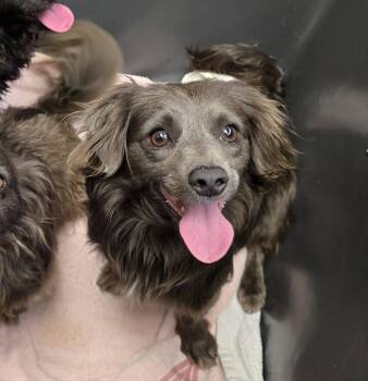 Dachshund Dogs Available for Adoption in Houston, Texas - Hallie | PetCurious