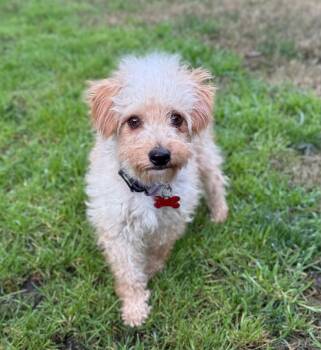 Poodle and Yorkshire Terrier Dogs Available for Adoption - Lucky | PetCurious