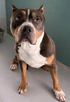 Colt 133-26 -  Pit Bull Terrier and Mixed Breed Dog for Adoption in Cumming, Georgia - Colt 133-26 | PetCurious
