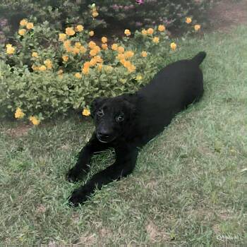 Rescue Labrador Retriever and Feist Dogs for Adoption in Bethpage, New York - Beau (Beauregard) | PetCurious