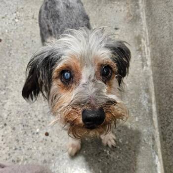 Terrier Dogs Available for Adoption in Los Angeles, California - Winston | PetCurious