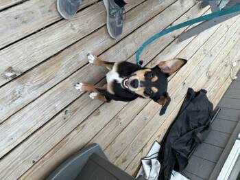 Chip -  Shepherd Dog for Adoption - Chip | PetCurious
