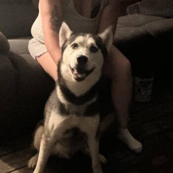 Kai -  Husky Dog for Adoption in Saint Joseph, Missouri - Kai | PetCurious