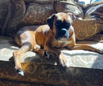 Boxer Dogs Available for Adoption in Hewitt, Texas - Daisy IX | PetCurious