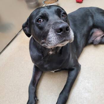 Rescue Black Labrador Retriever Dogs for Adoption in Corpus Christi, Texas - Bo | PetCurious
