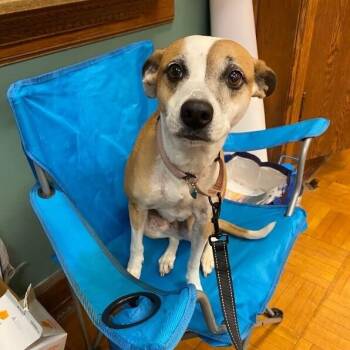 Bambi is Ready to Learn All the Cool Tricks -  Jack Russell Terrier and Terrier Dog for Adoption in Friendswood, Texas - Bambi Is Ready To Learn All The Cool Tricks | PetCurious