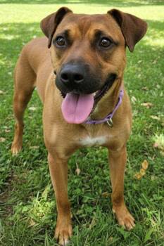 Boxer Dogs Available for Adoption in Elmsford, New York - Jet Available 5/15 | PetCurious