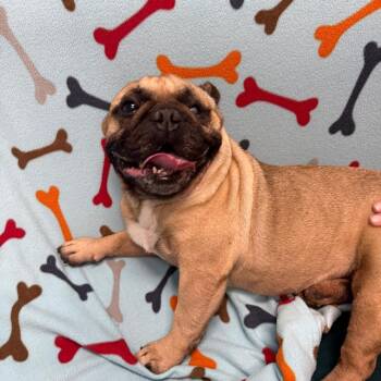 Swayze -  French Bulldog Dog for Adoption in Houston, Texas - Swayze | PetCurious