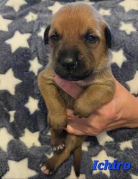 Shepherd Dogs Available for Adoption in Denver, Colorado - Ichiro | PetCurious
