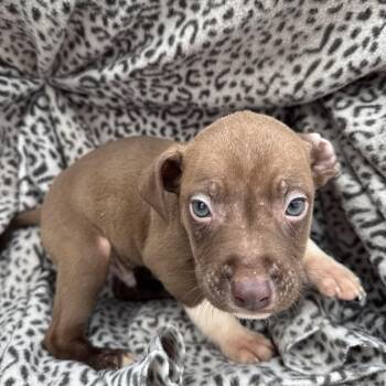 American Staffordshire Terrier Dogs Available for Adoption - Shredder | PetCurious