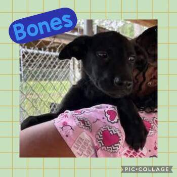 Labrador Retriever Dogs Available for Adoption in Ringwood, New Jersey - Bones | PetCurious