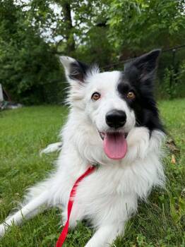 Aries -  Border Collie Dog for Adoption in Ajax, Ontario - Aries | PetCurious