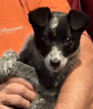 Rescue Australian Cattle Dog Blue Heeler Dogs for Adoption in Cheyenne, Wyoming - Cinch | PetCurious