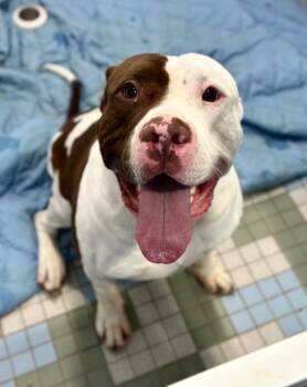 American Bulldog and Pit Bull Terrier Dogs Available for Adoption in Loveland, Colorado - BUG | PetCurious