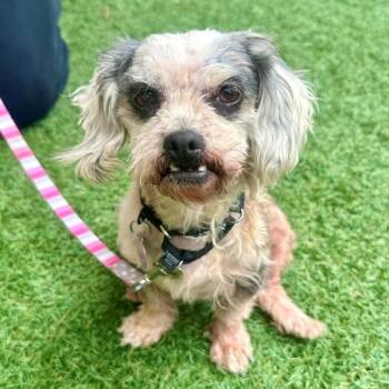 Opera -  Miniature Poodle and Terrier Dog for Adoption in Walnut Creek, California - Opera | PetCurious
