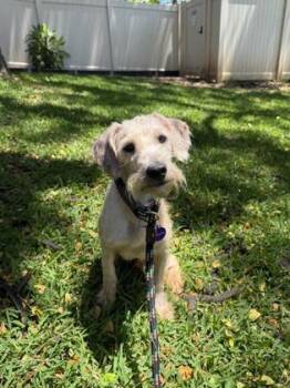 Mixed Breed Dogs Available for Adoption in Honolulu, Hawaii - Goldie | PetCurious