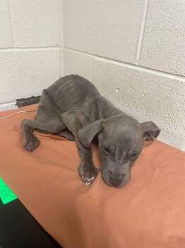 Pit Bull Terrier and Mixed Breed Dogs Available for Adoption - Diesel | PetCurious