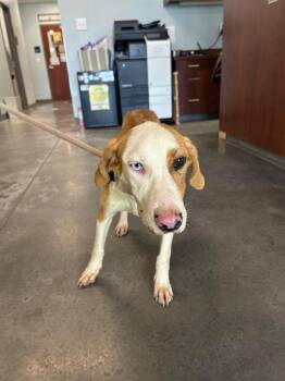 Missy -  Hound Dog for Adoption in Gautier, Mississippi - Missy | PetCurious