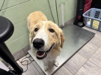 EVANGELINE -  Great Pyrenees and Mixed Breed Dog for Adoption in Grand Prairie, Texas - EVANGELINE | PetCurious