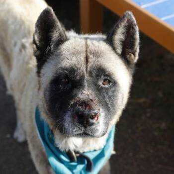 Akita Dogs Available for Adoption - BOSCO | PetCurious