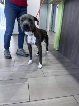 Peanut - 2 -  Pit Bull Terrier and Mixed Breed Dog for Adoption in Daytona Beach, Florida - Peanut - 2 | PetCurious