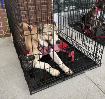 Rescue Saint Bernard Dogs for Adoption in Longview, Texas - Josie | PetCurious