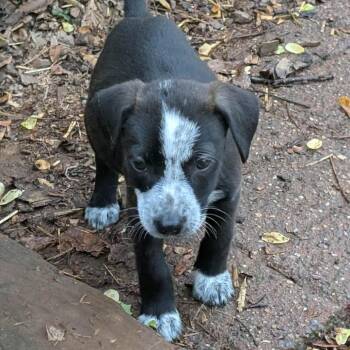 Mixed Breed Dogs Available for Adoption in Phoenix, Maryland - Clover | PetCurious