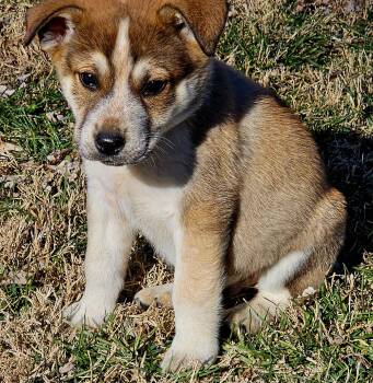 Labrador Retriever Dogs Available for Adoption - PUPPY JUDE | PetCurious