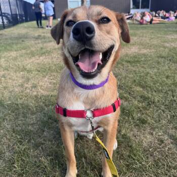 Ernie -  Shepherd Dog for Adoption in Fargo, North Dakota - Ernie | PetCurious