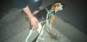 Rescue Beagle and Coonhound Dogs for Adoption in Lewis Center, Ohio - Copper | PetCurious
