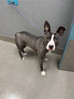 GRUPERT -  Pit Bull Terrier Dog for Adoption in Las Vegas, Nevada - GRUPERT | PetCurious