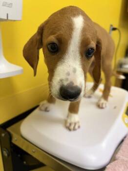 Seneca -  Mixed Breed Dog for Adoption in Raleigh, North Carolina - Seneca | PetCurious