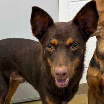 Brownie Bite -  Shepherd and Mixed Breed Dog for Adoption in Corpus Christi, Texas - Brownie Bite | PetCurious