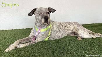 Snipes -  German Shorthaired Pointer and Dalmatian Dog for Adoption in San Diego, California - Snipes | PetCurious