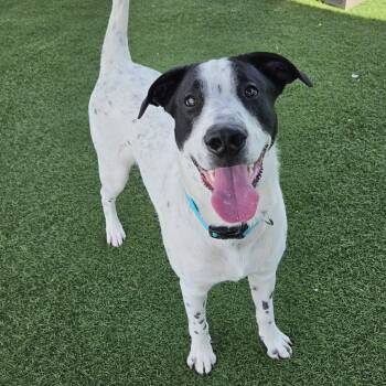 Mixed Breed Dogs Available for Adoption in Sparta, Wisconsin - Hudson  | PetCurious