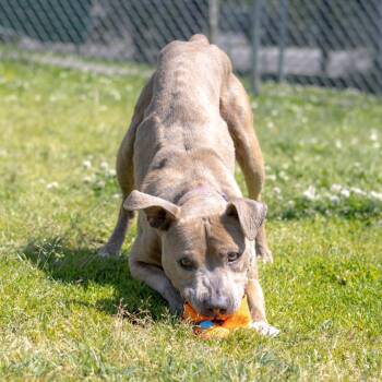 KayKay -  Pit Bull Terrier Dog for Adoption - KayKay | PetCurious