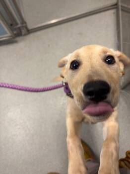 Jody -  Labrador Retriever Dog for Adoption in Bloomington, Indiana - Jody | PetCurious