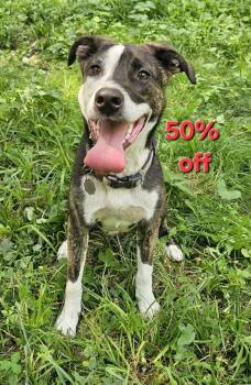 Jack Sparrow -  Border Collie Dog for Adoption in Hastings, Minnesota - Jack Sparrow | PetCurious