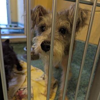 Jerry -  Mixed Breed Dog for Adoption - Jerry | PetCurious