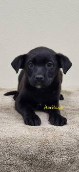 Heritage -  Black Labrador Retriever Dog for Adoption in Marion, Mississippi - Heritage | PetCurious
